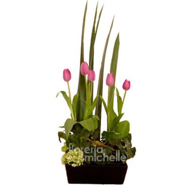 Tulipanes