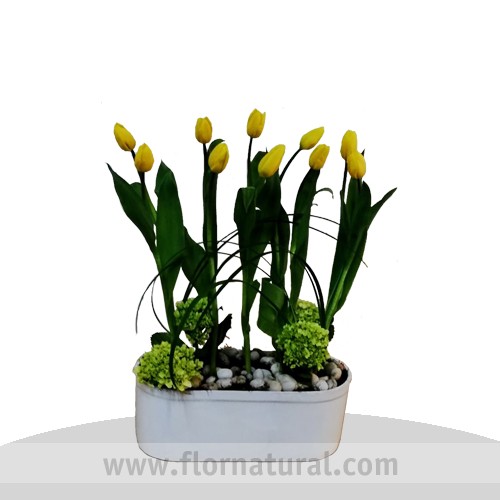 10 Tulipanes