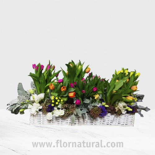 7 DECENAS DE TULIPANES, LISIANTHUS BLANCO, ESPUMA EN CANASTA VINTAGE