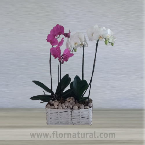 Planta de Orquidea Phalaenopsis,  2 plantas doble vara