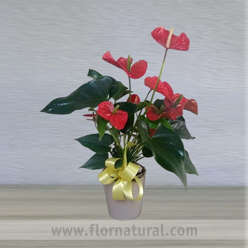 Planta de Anthurio